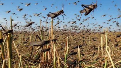 Illustration locust - Image 1