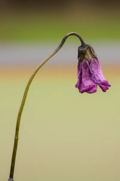 Illustration dropping - Image 1