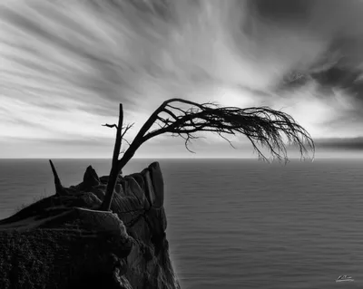 Illustration windblown - Image 1