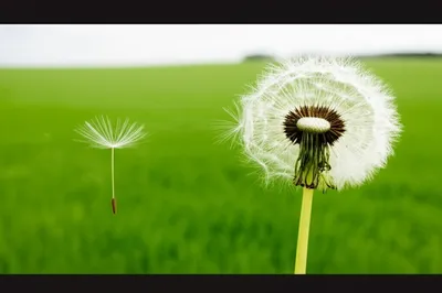 Illustration occasionally - Image 1