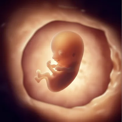 Illustration embryo - Image 1