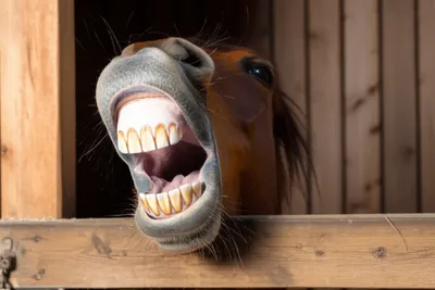 Illustration cribbed - Image 1