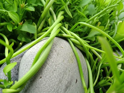 Illustration wraps - Image 1