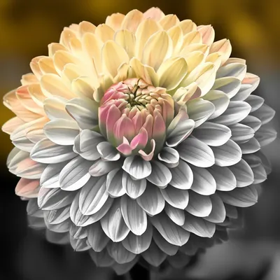 Illustration greyed - Image 1