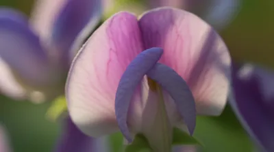 Illustration wing - Image 1