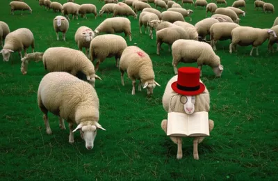 Illustration peculiarities