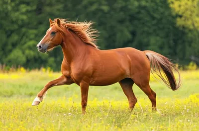 Illustration prances