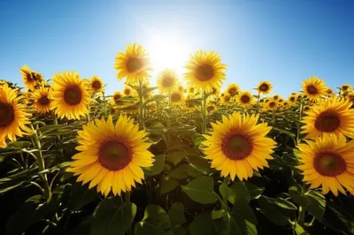 Illustration daylights - Image 1