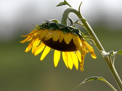 Illustration falter - Image 1