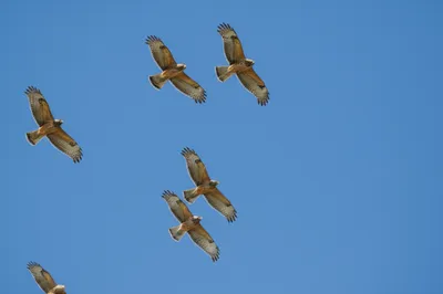 Illustration boils - Image 1