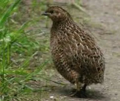Illustration quail - Image 3
