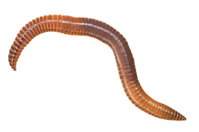 Illustration worm - Image 1