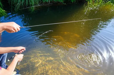 Illustration minnow - Image 1