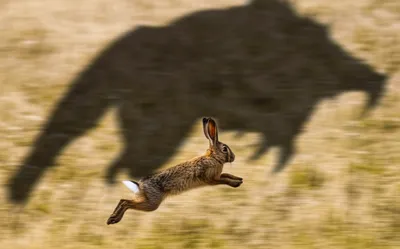 Illustration rabbit - Image 1