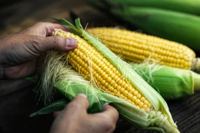 Illustration husking - Image 1