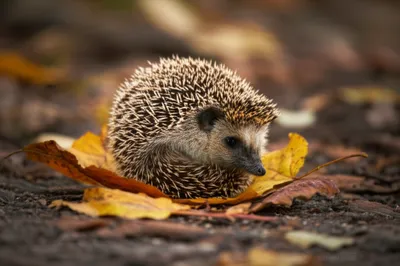 Illustration urchin - Image 1