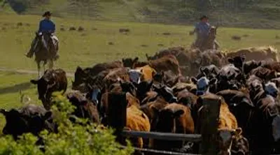 Illustration wrangler - Image 2