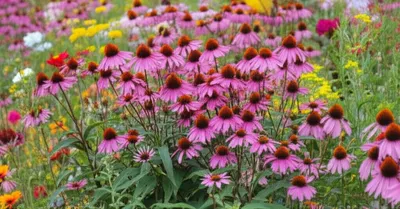 Illustration populations - Image 1