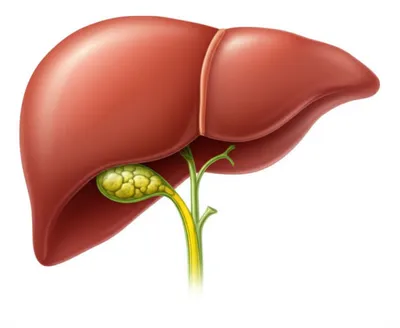 Illustration gallbladder