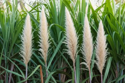 Illustration arrows - Image 1