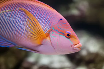 Illustration emperor - Image 1