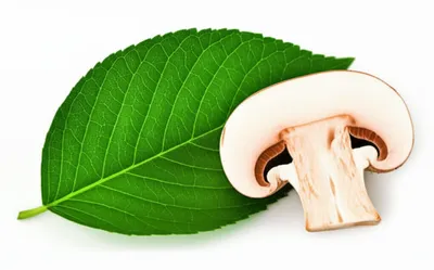 Illustration disc - Image 1