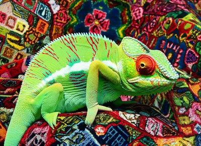 Illustration assimilated - Image 1