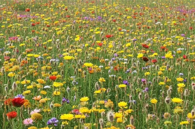 Illustration perennial - Image 1