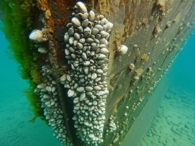 Illustration barnacles