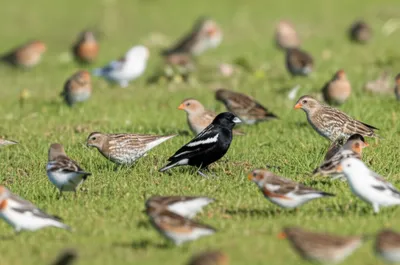 Illustration ortolans - Image 1