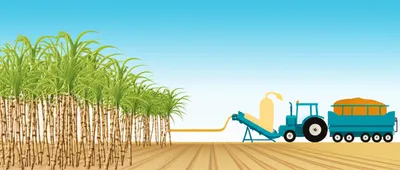 Illustration sugaring - Image 1