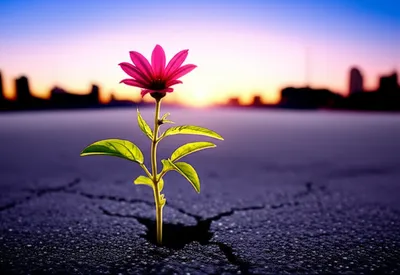 Illustration no - Image 1