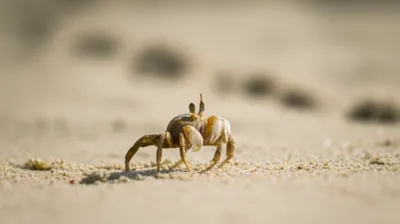 Illustration scuttled - Image 1