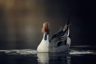 Illustration pintails - Image 2