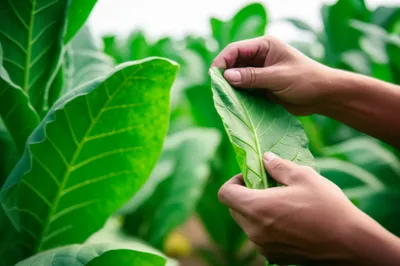 Illustration stripping - Image 1