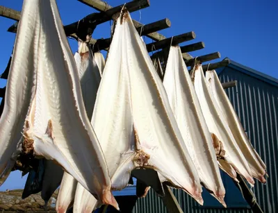 Illustration stockfish