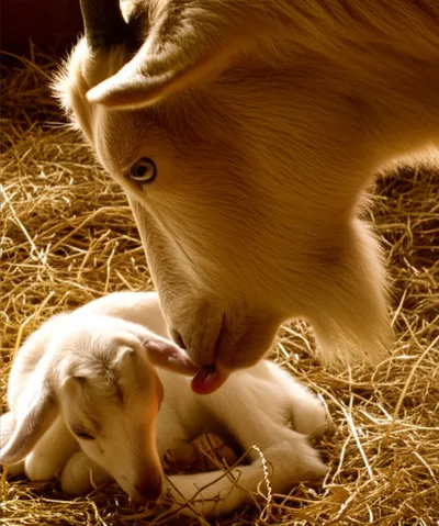 Illustration kidding - Image 1