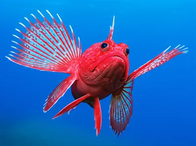 Illustration rochets - Image 1