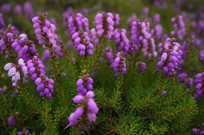 Illustration heather