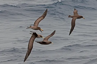 Illustration shearwaters - Image 1