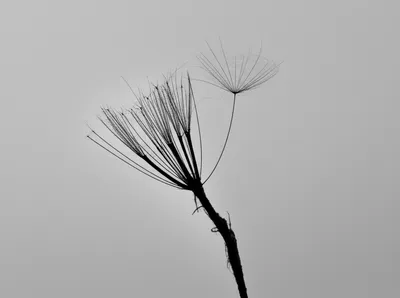 Illustration damns - Image 1