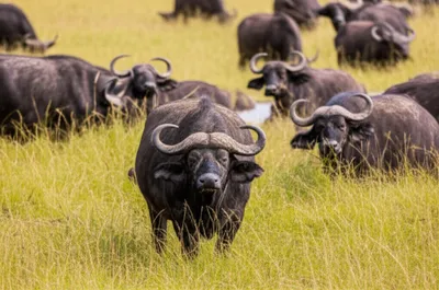 Illustration buffaloes