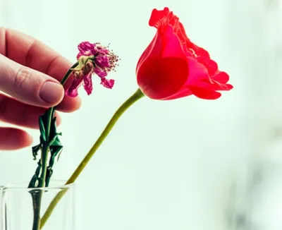 Illustration euphemisms