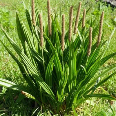 Illustration ribwort - Image 1
