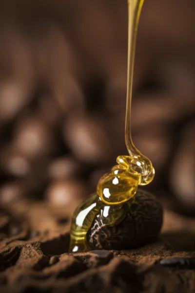 Illustration honeys - Image 1