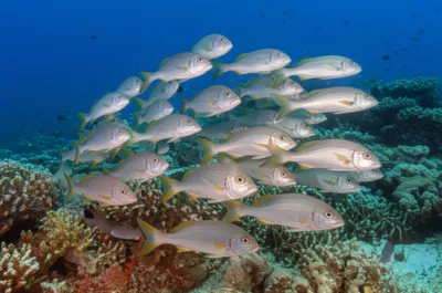 Illustration sweep - Image 1