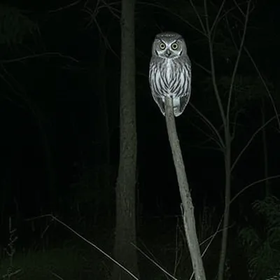 Illustration vigilance