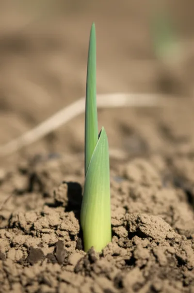 Illustration coleoptile - Image 1