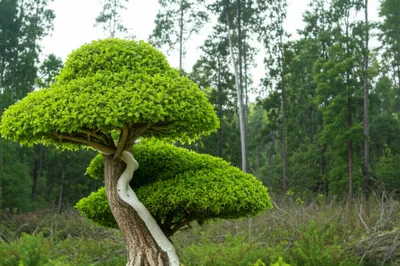 Illustration niche - Image 1