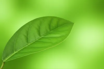 Illustration spatulate - Image 1